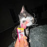 cat, feline, pet, animal, tabby, black_and_white, sitting, licking, tongue, whiskers, ears, eyes, nose, treat, snack, food_tube, hand, indoor, blanket, flash_photography