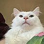Fred joined the competition — help win amazing prizes! cat, white_cat, fluffy, indoor, pet, whiskers, pink_nose, close_up, feline, animal, domestic_cat, fur, face, ears, person, shirt, wall, light_switch, cozy, household