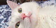 Fred is registered to the contest to win money with this photo: cat, white_cat, green_eyes, pink_nose, whiskers, fluffy, pet, indoor, bed, blanket, pattern, blue, white, fur, closeup, portrait, animal, cute, relaxed, lying_down