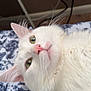 cat, white_cat, green_eyes, pink_nose, whiskers, fluffy, pet, indoor, bed, blanket, pattern, blue, white, fur, closeup, portrait, animal, cute, relaxed, lying_down