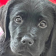 Aïko a rejoint le concours — aidez-le/la à gagner de superbes lots ! black_puppy, dog, puppy, canine, close_up, portrait, black_fur, wet_nose, big_eyes, whiskers, cute, pet, companion, indoor, red_blanket, muzzle, young, fur_texture, adorable, paw_not_visible