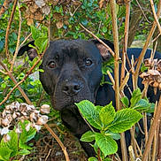 Nala participe au concours pour gagner de l'argent avec cette photo : dog, black_dog, animal, pet, portrait, face, eyes, nose, outdoor, garden, foliage, leaves, branches, shrub, nature, greenery, woodland, close_up, curious, camouflage