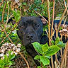 dog, black_dog, animal, pet, portrait, face, eyes, nose, outdoor, garden, foliage, leaves, branches, shrub, nature, greenery, woodland, close_up, curious, camouflage