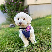 Rainbow participe au concours pour gagner de l'argent avec cette photo : dog, puppy, white_fur, fluffy, small_breed, outdoor, grass, lawn, garden, purple_flower, harness, collar, leash, pet, animal, portrait, standing, front_view, greenery, house