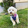 dog, puppy, white_fur, fluffy, small_breed, outdoor, grass, lawn, garden, purple_flower, harness, collar, leash, pet, animal, portrait, standing, front_view, greenery, house