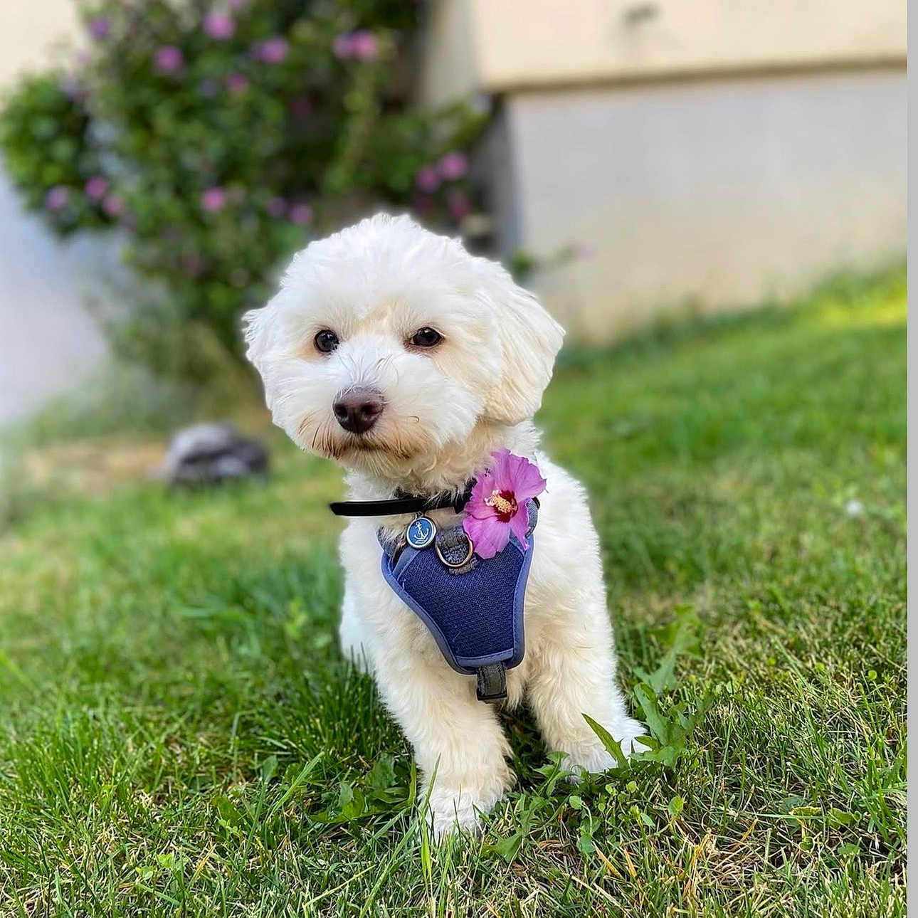 Rainbow participe au concours pour gagner de l'argent avec cette photo : dog, puppy, white_fur, fluffy, small_breed, outdoor, grass, lawn, garden, purple_flower, harness, collar, leash, pet, animal, portrait, standing, front_view, greenery, house