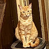 cat, orange_tabby, ginger_cat, feline, pet, animal, sitting, portrait, whiskers, ears, striped_fur, tail, indoor, rustic, doorway, treadmill, exercise_equipment, warm_lighting, front_facing, funny_pose