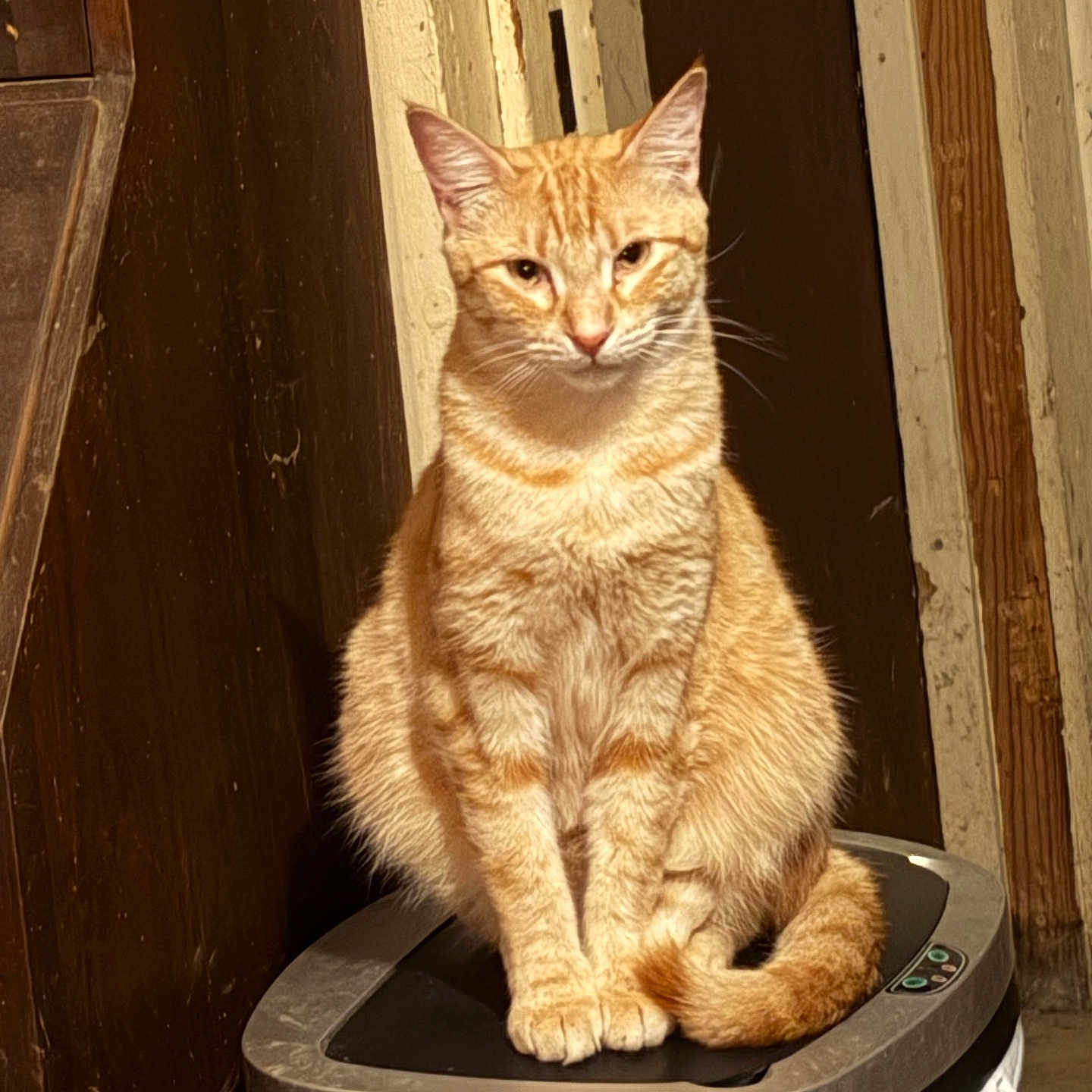 Ozzie