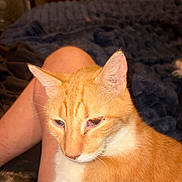 Ozzie is registered to the contest to win money with this photo: cat, orange_cat, white_chest, feline, pet, sleepy, relaxed, face, whiskers, ears, closeup, portrait, indoors, bedroom, blanket, human_legs, cuddling, fur, striped_fur, cozy