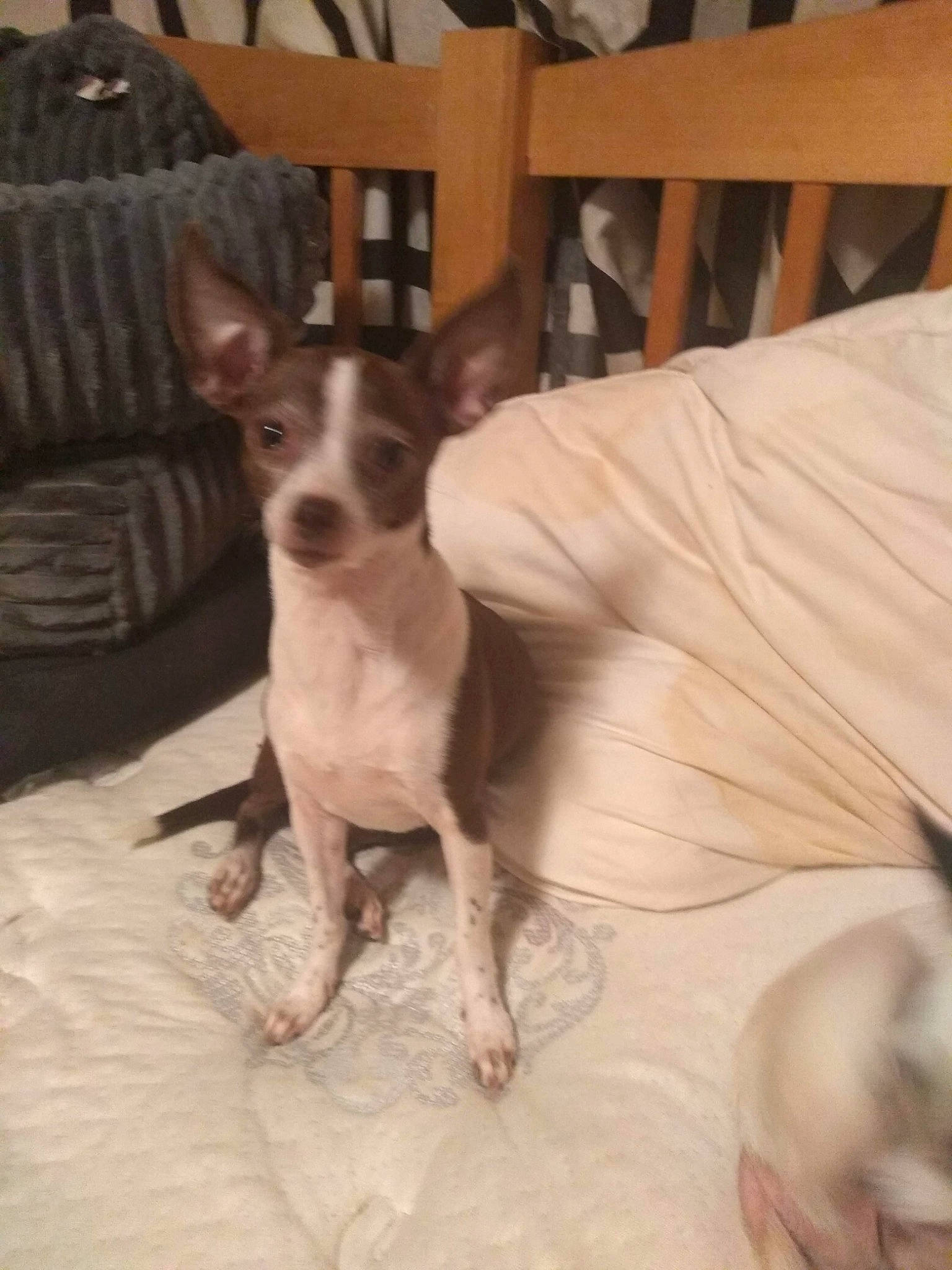 Daisy Mae is registered to the contest to win money with this photo: canidae, carnivore, chihuahua, comfort, companion_dog, corgi_chihuahua, dog, dog_breed, dog_supply, fawn, hardwood, linens, russkiy_toy, snout, sporting_group, terrestrial_animal, toy_dog, whiskers, wood, working_animal