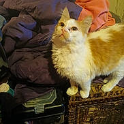 Leo is registered to the contest to win money with this photo: cat, orange_and_white, fluffy, indoor, wicker_basket, blanket, clutter, curious, pet, animal, feline, looking_up, household_items, container, plastic_bottle, soft_fabric, brown, purple, orange, domestic