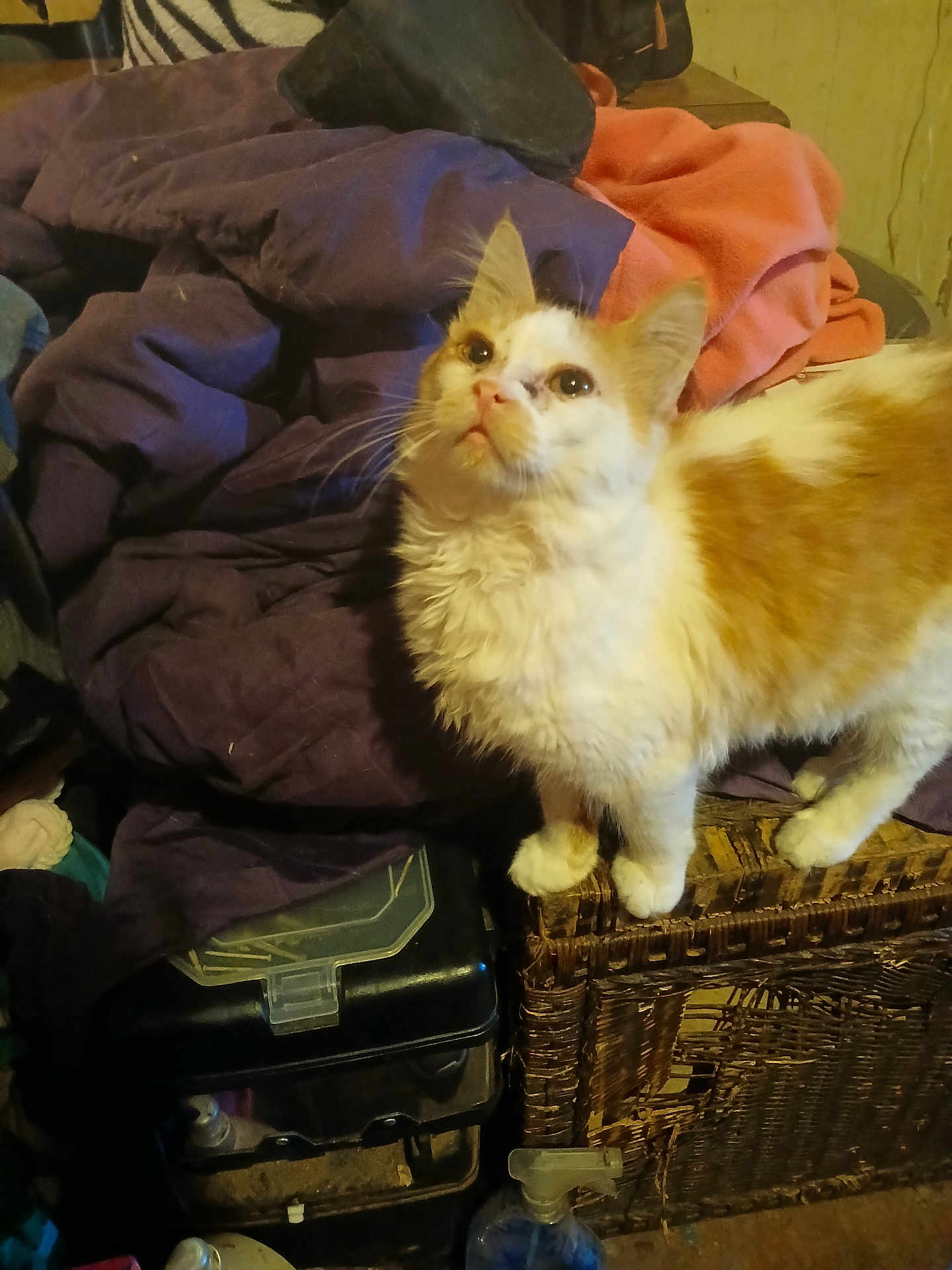 Leo is registered to the contest to win money with this photo: cat, orange_and_white, fluffy, indoor, wicker_basket, blanket, clutter, curious, pet, animal, feline, looking_up, household_items, container, plastic_bottle, soft_fabric, brown, purple, orange, domestic