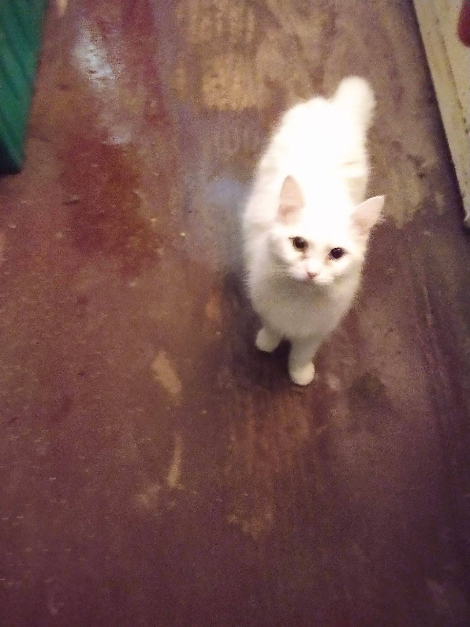 Lil Boy is registered to the contest to win money with this photo: asphalt, canidae, carnivore, cat, companion_dog, domestic_short_haired_cat, eye, fawn, felidae, flooring, fur, hardwood, road_surface, sky, small_to_medium_sized_cats, snout, tail, tints_and_shades, whiskers, wood