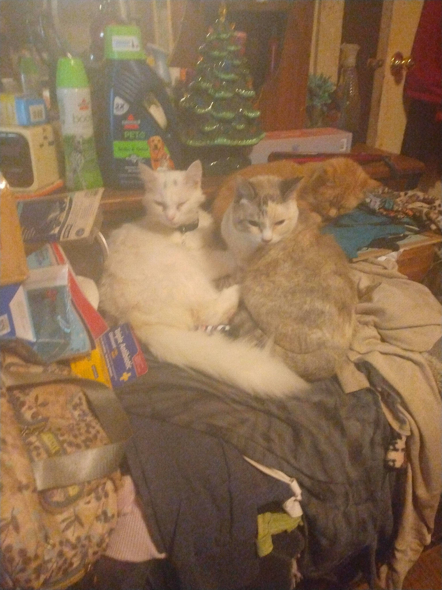 Lil Boy is registered to the contest to win money with this photo: bottle, carnivore, cat, christmas, christmas_tree, collection, comfort, curtain, domestic_short_haired_cat, event, fawn, felidae, fur, holiday, room, small_to_medium_sized_cats, tail, water_bottle, whiskers, wood