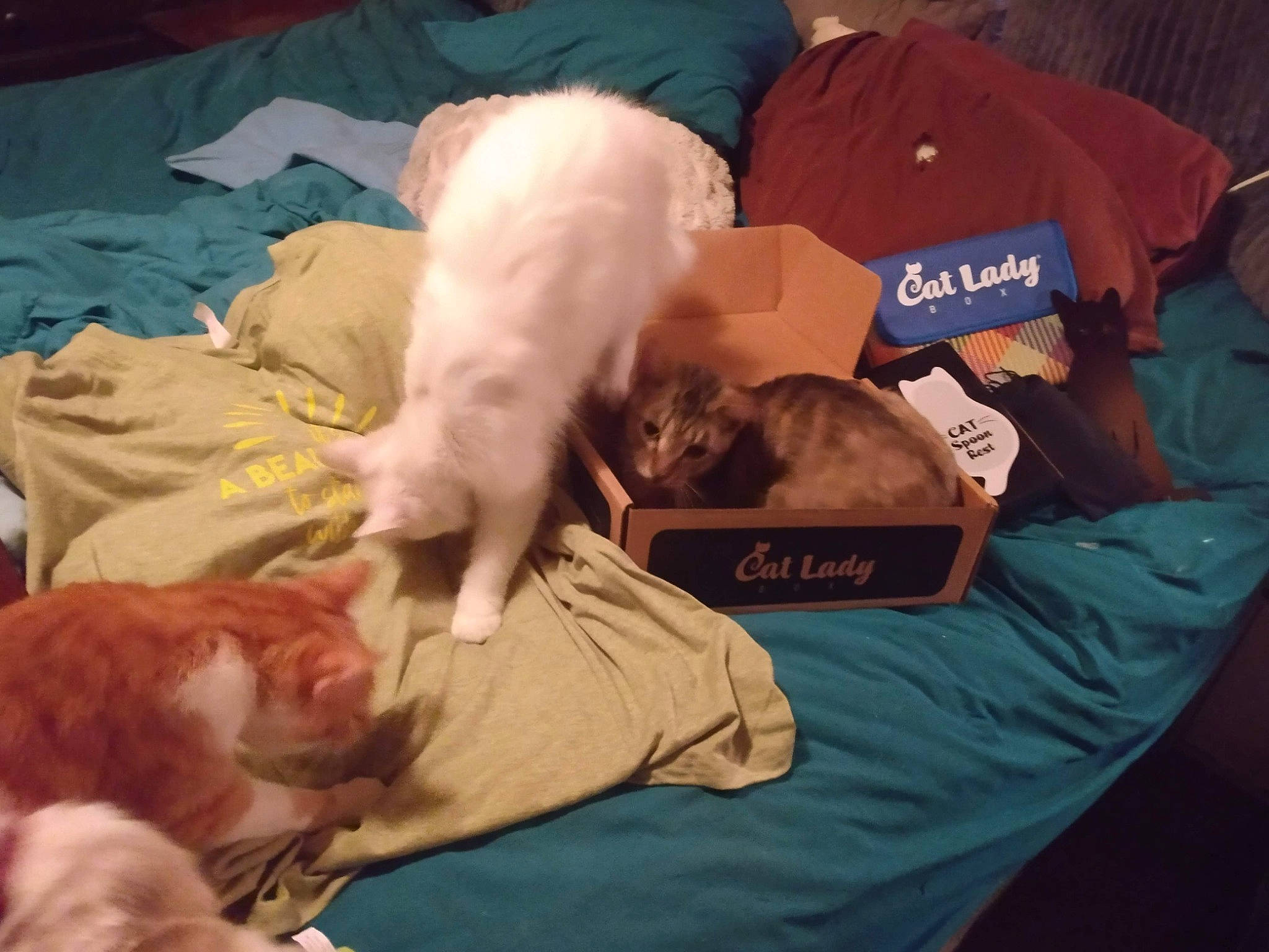 Lil Boy joined the competition — help win amazing prizes! baggage, bed, canidae, carnivore, cat, comfort, companion_dog, dog_breed, fawn, felidae, fur, lap, linens, nap, room, small_to_medium_sized_cats, sporting_group, tail, toy_dog, whiskers