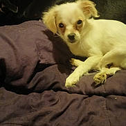 Isabella is registered to the contest to win money with this photo: dog, small_dog, white_dog, puppy, blanket, bed, indoor, pet, looking_at_camera, paw, fur, portrait, relaxed, bedding, sleepy, domestic_animal, companion, cute, brown_eyes, soft_lighting