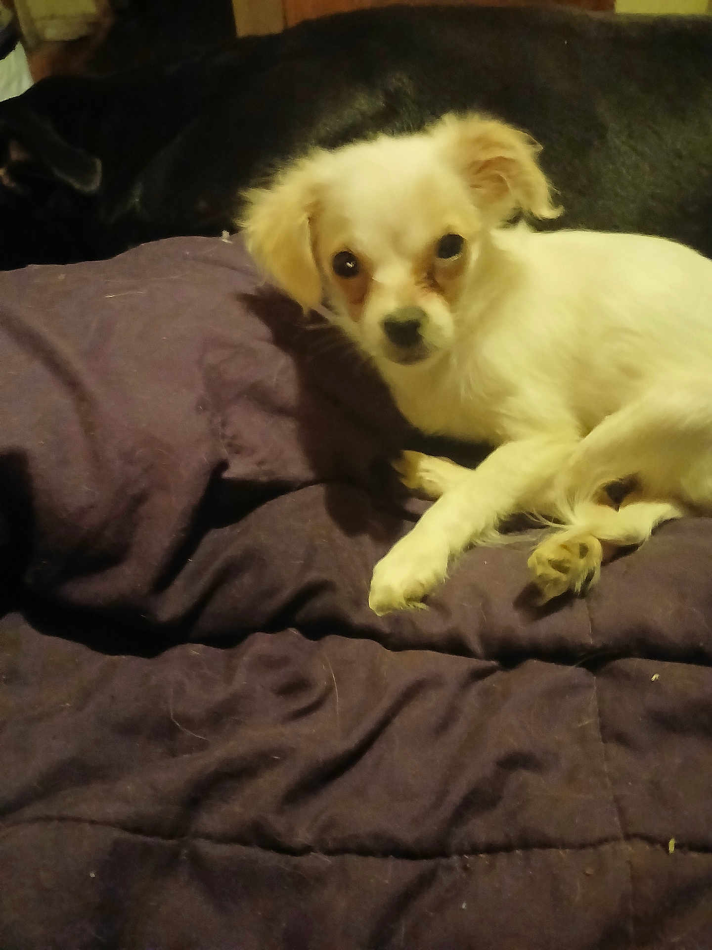 Isabella is registered to the contest to win money with this photo: dog, small_dog, white_dog, puppy, blanket, bed, indoor, pet, looking_at_camera, paw, fur, portrait, relaxed, bedding, sleepy, domestic_animal, companion, cute, brown_eyes, soft_lighting