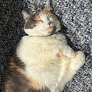 Roxanne is registered to the contest to win money with this photo: cat, calico, sleeping, fur, cozy, pet, indoor, resting, cute, animal, whiskers, paws, relaxed, texture, rug, multicolor, closeup, soft, mammal, nap