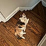 Roxanne joined the competition — help win amazing prizes! cat, calico, wooden_floor, stairs, indoor, pet, feline, relaxed, curious, fur, animal, house, home, resting, looking_up, whiskers, cute, domestic, cozy, floor