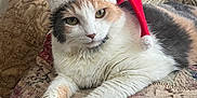 Roxanne joined the competition — help win amazing prizes! cat, santa_hat, pet, feline, indoor, cushion, patterned_fabric, relaxed, closeup, holiday, christmas, domestic_animal, whiskers, fur, resting, cute, cozy, home, decor, animal