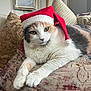 cat, santa_hat, pet, feline, indoor, cushion, patterned_fabric, relaxed, closeup, holiday, christmas, domestic_animal, whiskers, fur, resting, cute, cozy, home, decor, animal