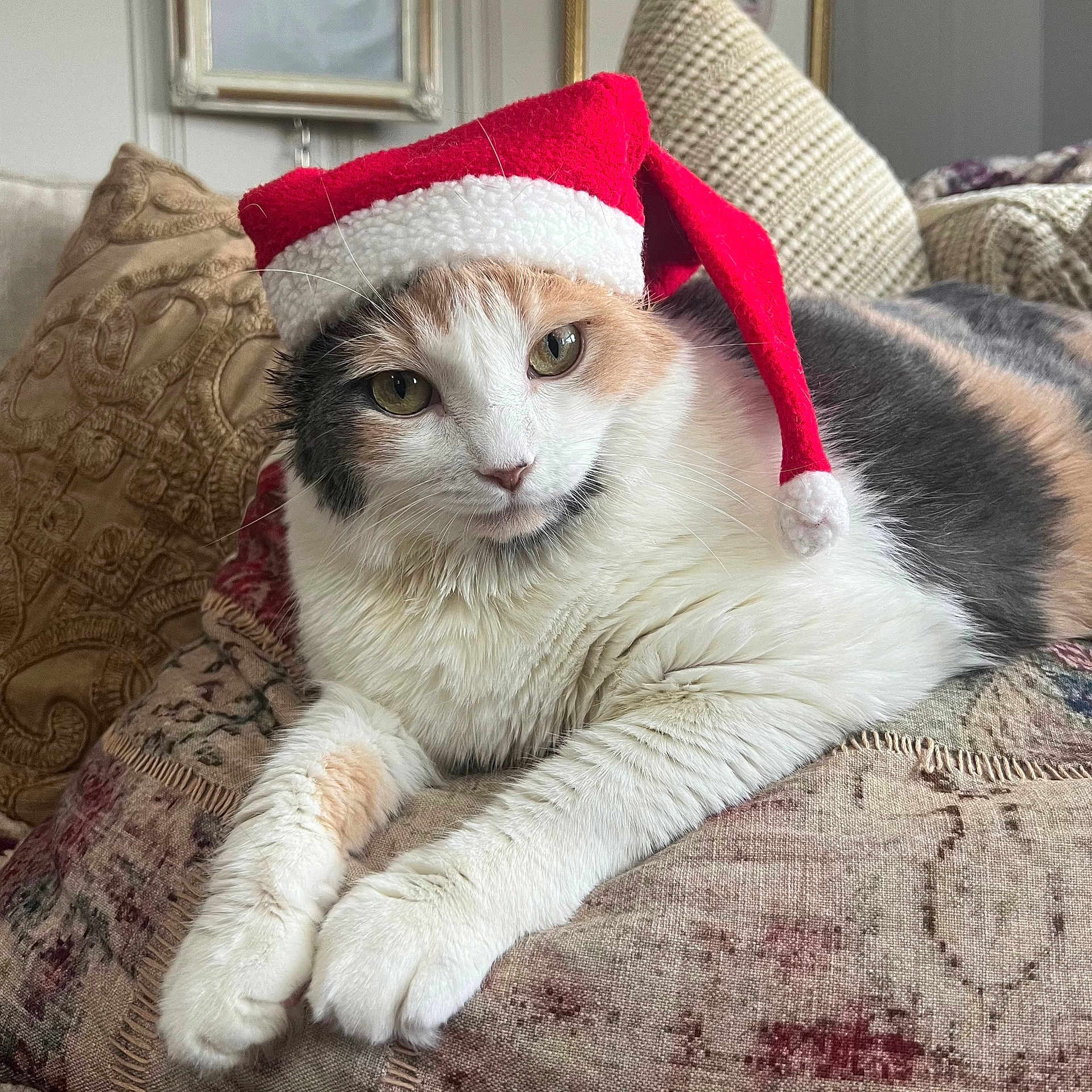 Roxanne joined the competition — help win amazing prizes! cat, santa_hat, pet, feline, indoor, cushion, patterned_fabric, relaxed, closeup, holiday, christmas, domestic_animal, whiskers, fur, resting, cute, cozy, home, decor, animal