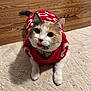 Roxanne joined the competition — help win amazing prizes! cat, calico, red_sweater, tongue_out, indoor, wood_floor, rug, pet, cute, whiskers, fur, playful, domestic_animal, animal, mammal, cozy, resting, closeup, adorable, home