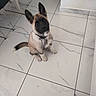 puppy, dog, sitting, alert, pointy_ears, black_face, tan_fur, fluffy_tail, collar, indoor, marble_floor, tile_floor, home, chair, portrait, pet, companion_animal, looking_at_camera, cute, photography