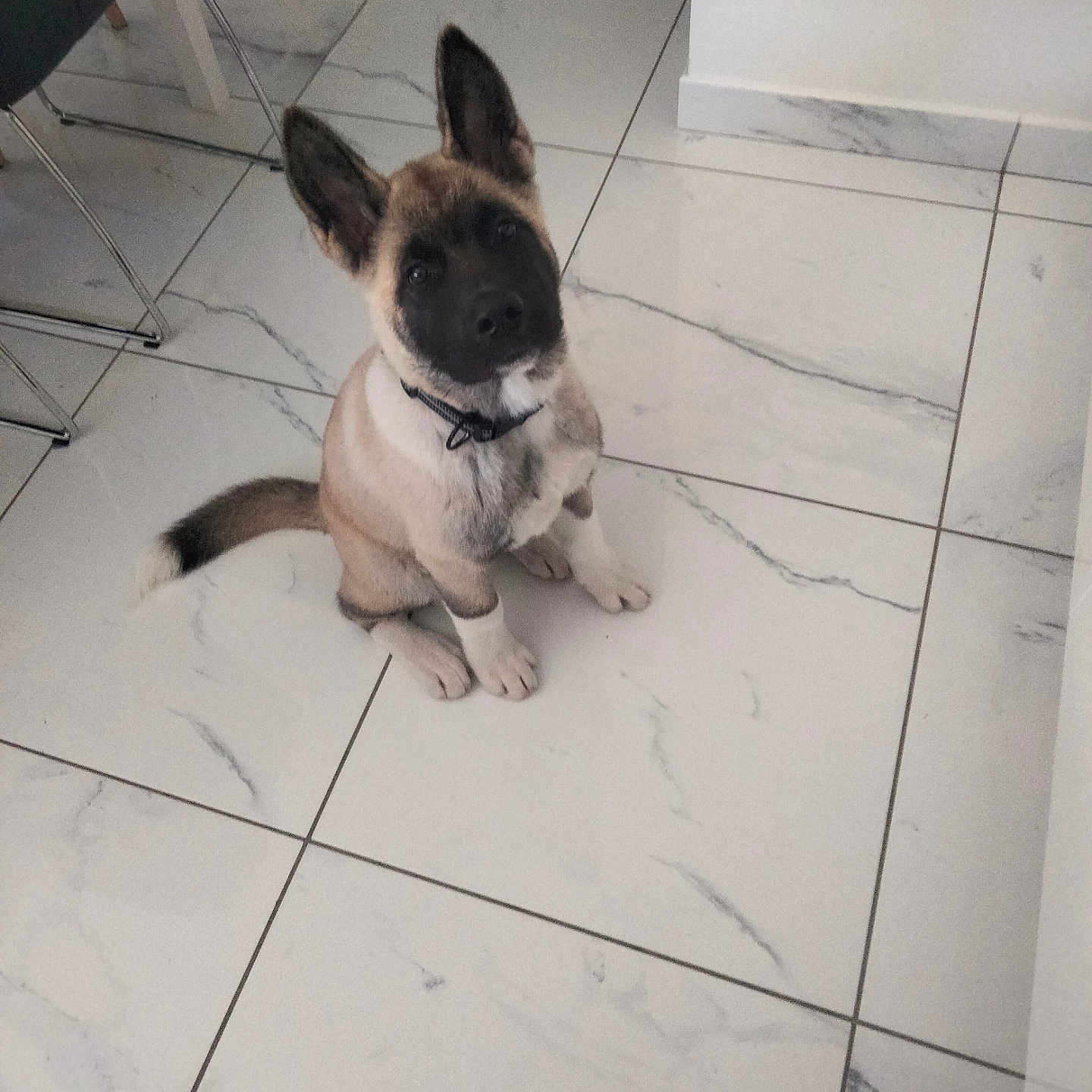Storm a rejoint le concours — aidez-le/la à gagner de superbes lots ! puppy, dog, sitting, alert, pointy_ears, black_face, tan_fur, fluffy_tail, collar, indoor, marble_floor, tile_floor, home, chair, portrait, pet, companion_animal, looking_at_camera, cute, photography