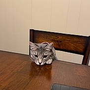 Princess joined the competition — help win amazing prizes! cat, gray_tabby, wooden_table, smartphone, chair, indoor, curious, pet, feline, resting, domestic_animal, close_up, looking, ears, whiskers, reflection, table_surface, domestic_setting, wood_texture, animal