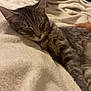 cat, tabby_cat, sleeping, blanket, bedroom, indoor, pet, animal, soft_texture, feline, resting, hand, curious_cat, comfort, cozy, fur, closeup, domestic_animal, relaxation, home