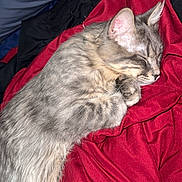 Goose is registered to the contest to win money with this photo: cat, sleeping, gray_tabby, fur, cozy, blanket, red_blanket, indoor, resting, cute, pet, animal, soft, relaxed, whiskers, ears, paw, closeup, comfort, nap