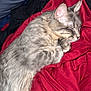 cat, sleeping, gray_tabby, fur, cozy, blanket, red_blanket, indoor, resting, cute, pet, animal, soft, relaxed, whiskers, ears, paw, closeup, comfort, nap
