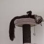 cat, fluffy, cat_tree, upside_down, relaxed, paw, tail, indoor, pet, feline, cute, playful, fur, animal, resting, cozy, home, toy, hanging, sleepy
