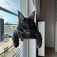 Lucky a rejoint le concours — aidez-le/la à gagner de superbes lots ! cat, fluffy, window, indoor, relaxed, pet, perch, paws, fur, curious, lounging, natural_light, home, domestic, animal, face, ears, whiskers, window_view, quiet