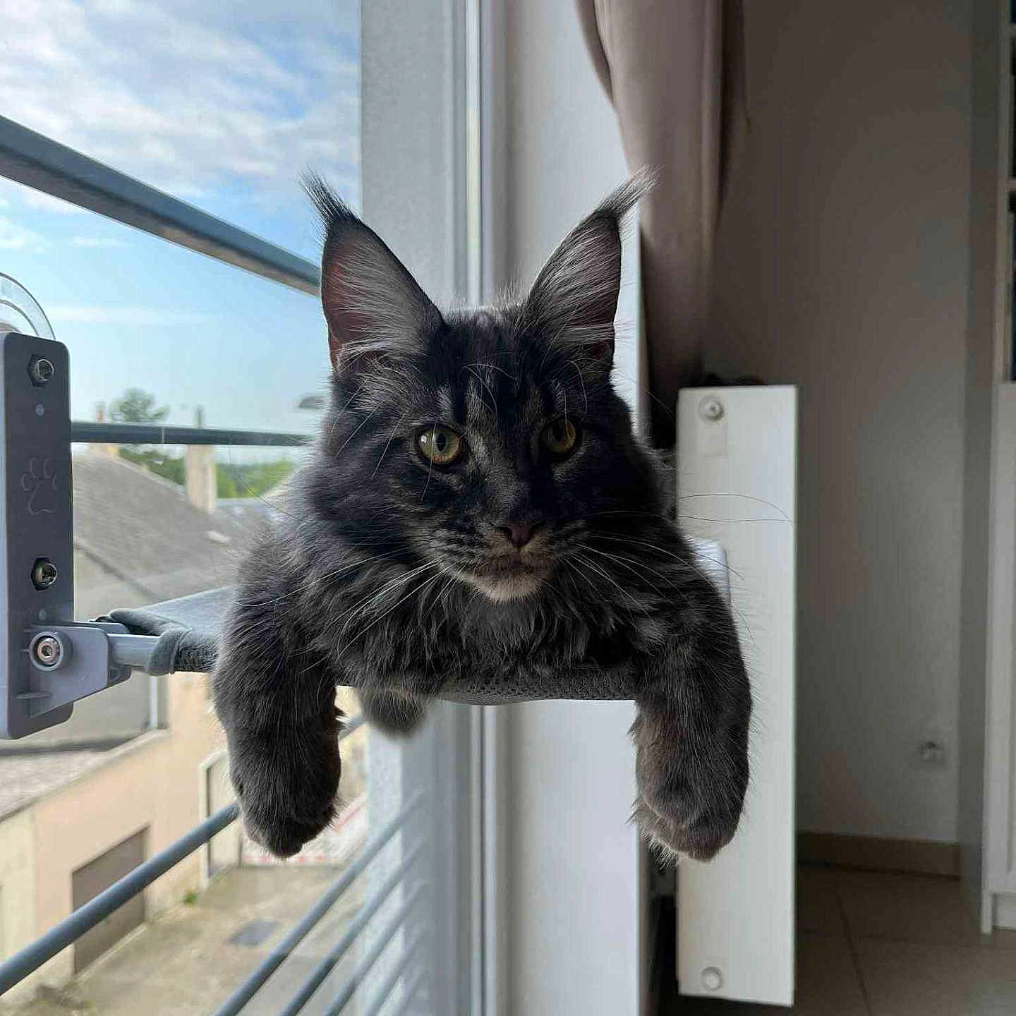 Lucky a rejoint le concours — aidez-le/la à gagner de superbes lots ! animal, cat, curious, domestic, ears, face, fluffy, fur, home, indoor, lounging, natural_light, paws, perch, pet, quiet, relaxed, whiskers, window, window_view