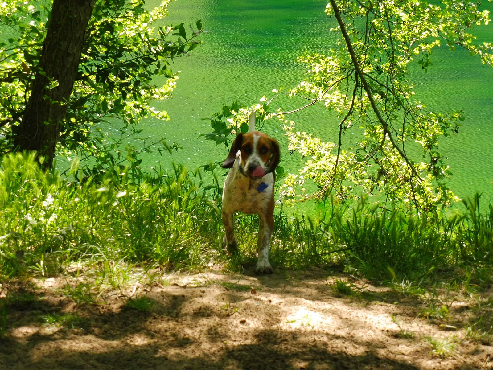 Birus a rejoint le concours — aidez-le/la à gagner de superbes lots ! carnivore, companion_dog, dog, dog_breed, fawn, grass, grass_family, grassland, gun_dog, lake, landscape, liver, meadow, natural_landscape, people_in_nature, plant, shrub, tree, water, working_animal