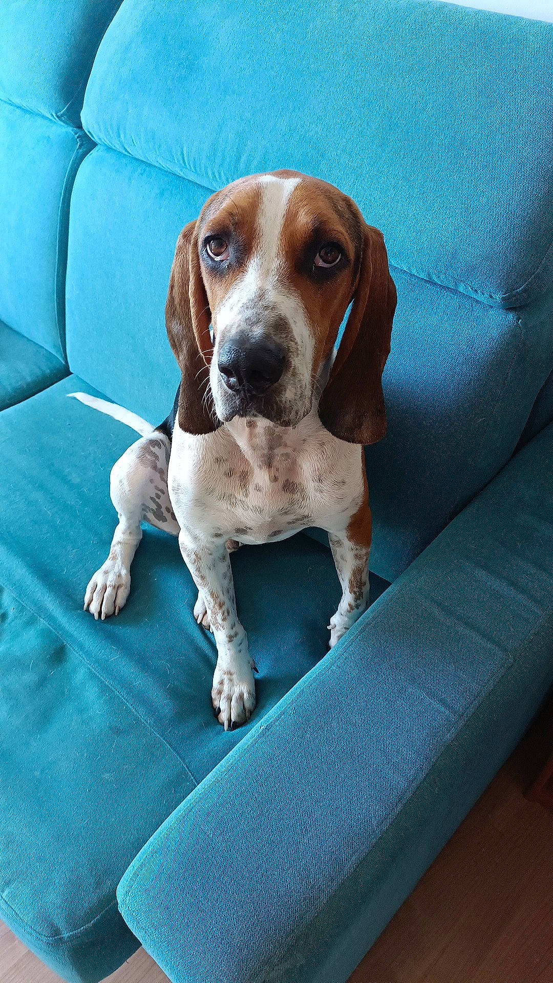 Birus a rejoint le concours — aidez-le/la à gagner de superbes lots ! bored, canidae, carnivore, comfort, companion_dog, dog, dog_breed, electric_blue, fawn, hound, hunting_dog, liver, pet_supply, sporting_group, vehicle_door, working_animal