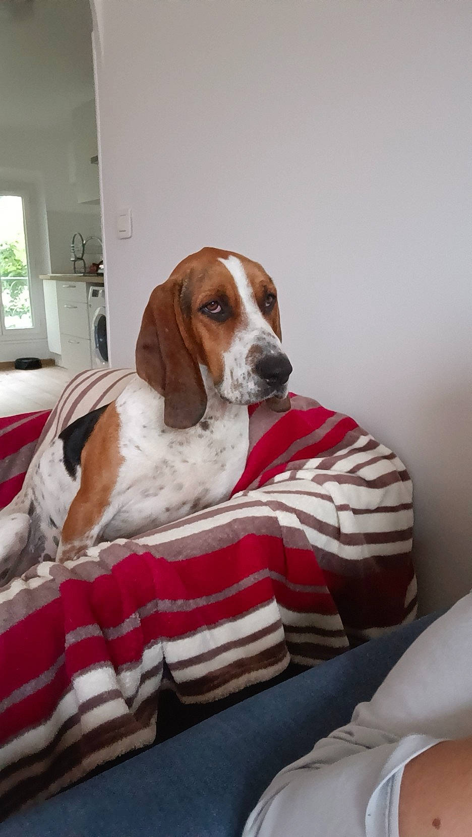 Birus participe au concours pour gagner de l'argent avec cette photo : canidae, carnivore, comfort, companion_dog, dog, dog_breed, hound, hunting_dog, linens, liver, scent_hound, snout, sporting_group, terrestrial_animal, window, working_animal