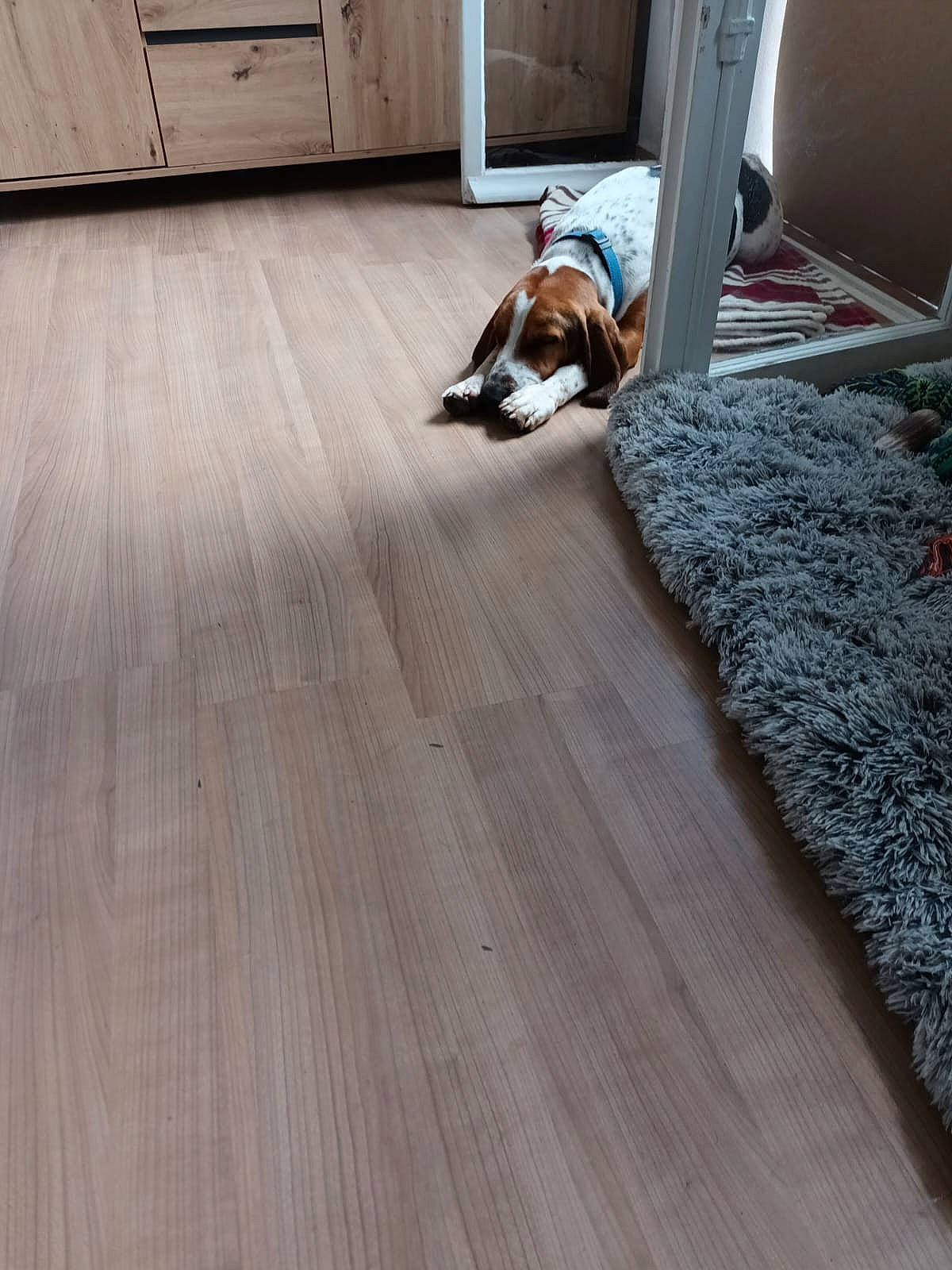 Birus a rejoint le concours — aidez-le/la à gagner de superbes lots ! brown, carnivore, comfort, companion_dog, dog, door, fawn, floor, flooring, grey, hardwood, laminate_flooring, living_room, mammal, pattern, plank, varnish, wood, wood_flooring, wood_stain