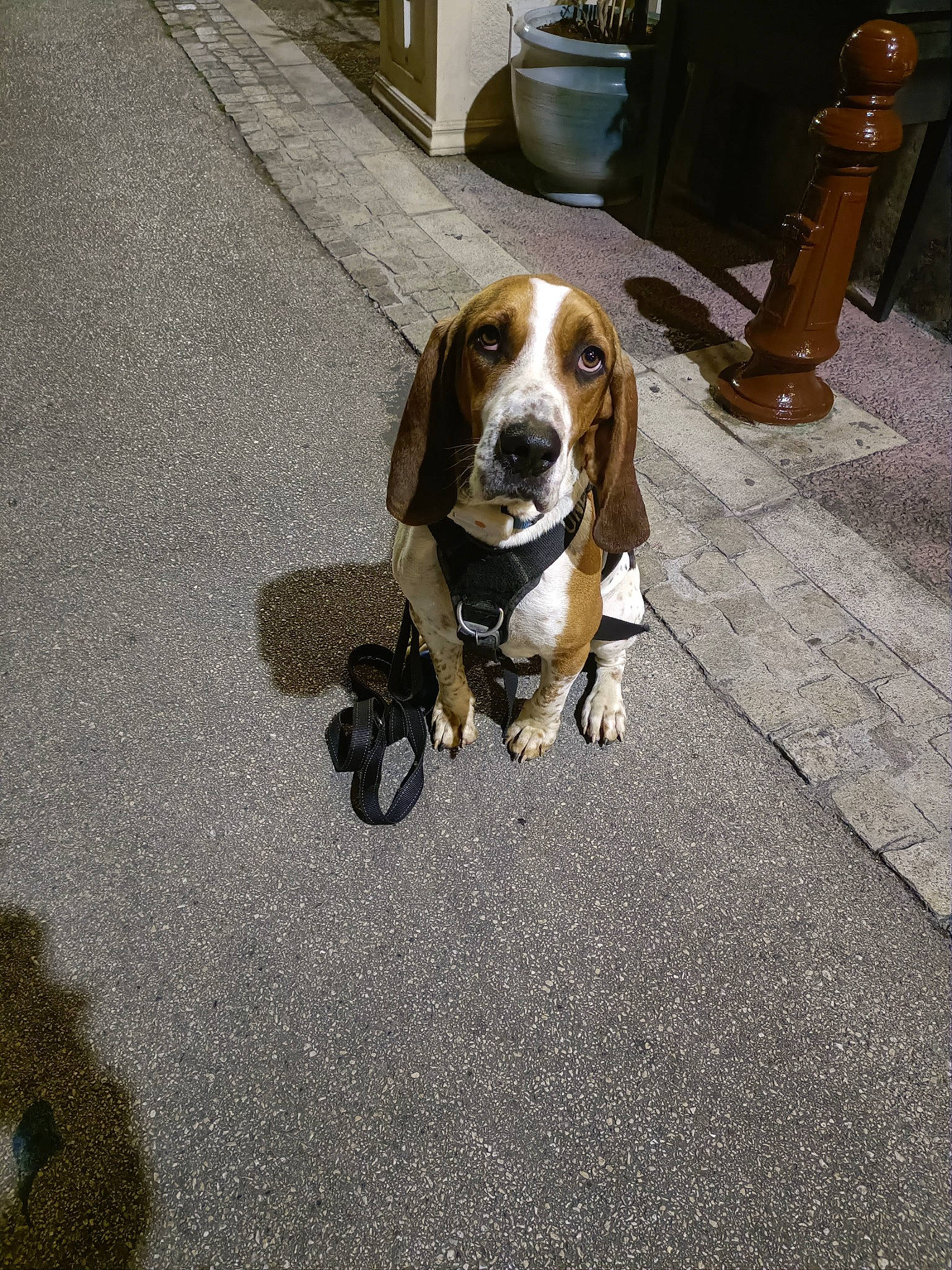 Birus participe au concours pour gagner de l'argent avec cette photo : asphalt, canidae, carnivore, collar, companion_dog, dog, dog_breed, dog_supply, flooring, fur, leash, metal, road, road_surface, scent_hound, sidewalk, snout, sporting_group, terrestrial_animal, working_animal