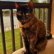 June is registered to the contest to win money with this photo: cat, tortoiseshell_cat, pet, animal, feline, sitting, balcony, railing, cushion, outdoor, grass, tree, screen, window, sunlight, portrait, whiskers, ears, tail, fur