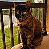 cat, tortoiseshell_cat, pet, animal, feline, sitting, balcony, railing, cushion, outdoor, grass, tree, screen, window, sunlight, portrait, whiskers, ears, tail, fur