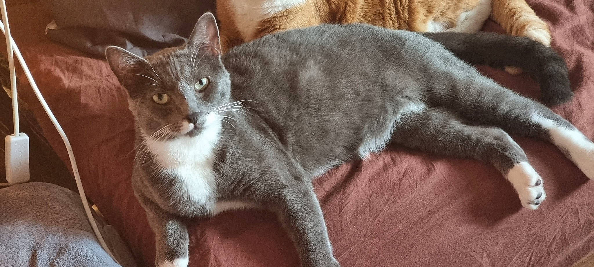 Silver a rejoint le concours — aidez-le/la à gagner de superbes lots ! carnivore, cat, cat_supply, claw, comfort, domestic_short_haired_cat, ear, fawn, felidae, fur, grey, paw, small_to_medium_sized_cats, snout, tail, whiskers, wood