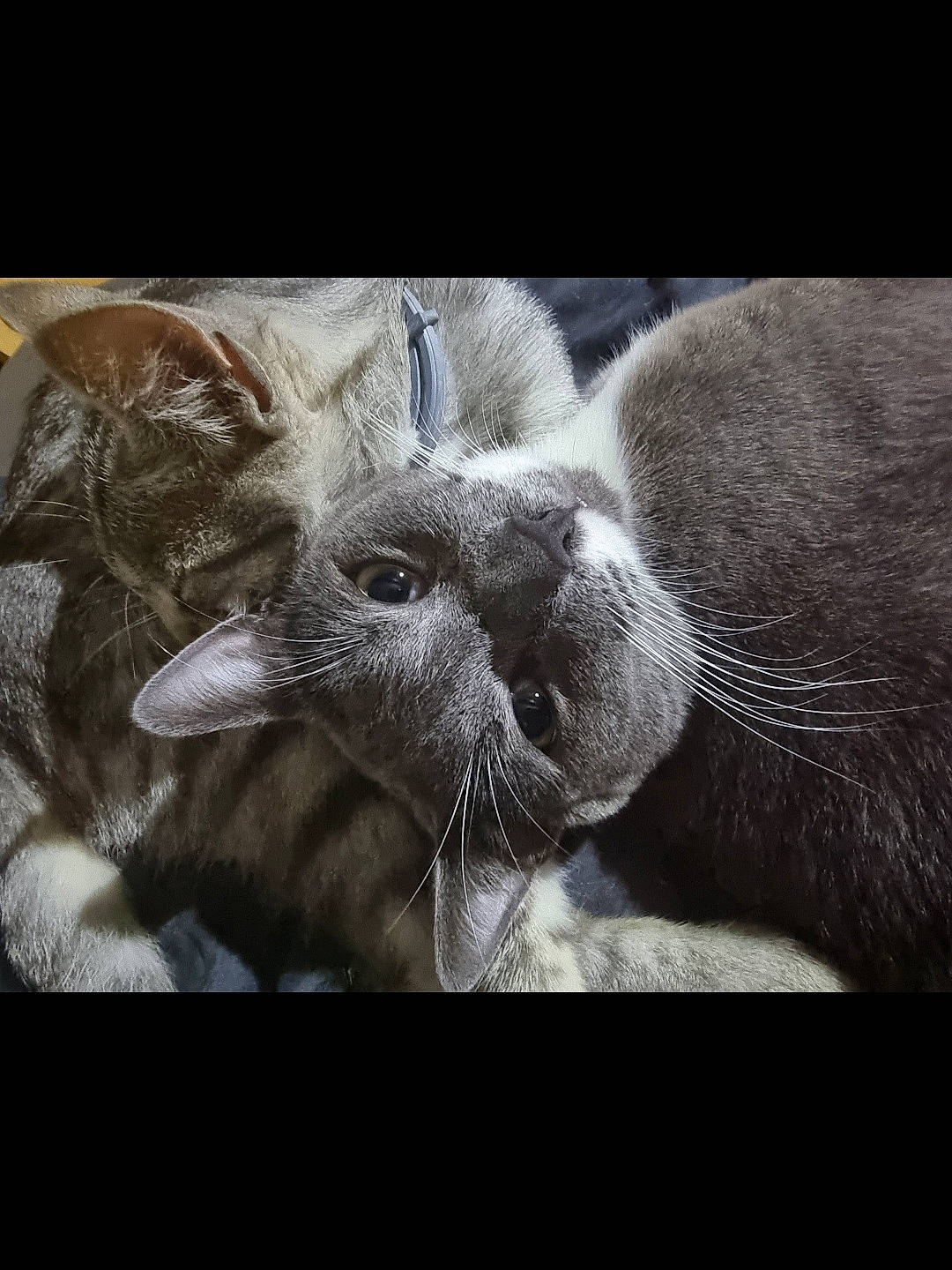 Silver participe au concours pour gagner de l'argent avec cette photo : carnivore, cat, claw, comfort, darkness, domestic_short_haired_cat, felidae, fur, grey, monochrome, monochrome_photography, nap, paw, photo_caption, small_to_medium_sized_cats, square, still_life_photography, tail, whiskers, wildlife