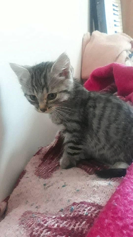 Speedy a rejoint le concours — aidez-le/la à gagner de superbes lots ! carnivore, cat, cat_supply, claw, comfort, domestic_short_haired_cat, felidae, fur, paw, small_to_medium_sized_cats, snout, tail, terrestrial_animal, whiskers