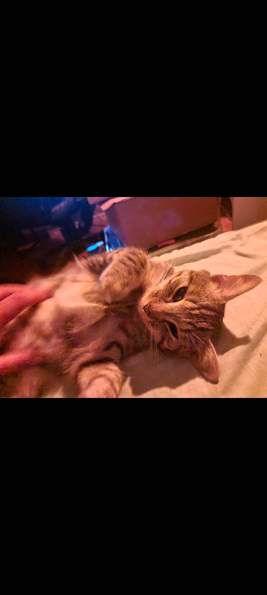 Speedy participe au concours pour gagner de l'argent avec cette photo : canidae, carnivore, cat, claw, comfort, companion_dog, darkness, dog_breed, event, felidae, flesh, fur, gesture, musical_instrument, nap, paw, small_to_medium_sized_cats, sporting_group, tail, whiskers