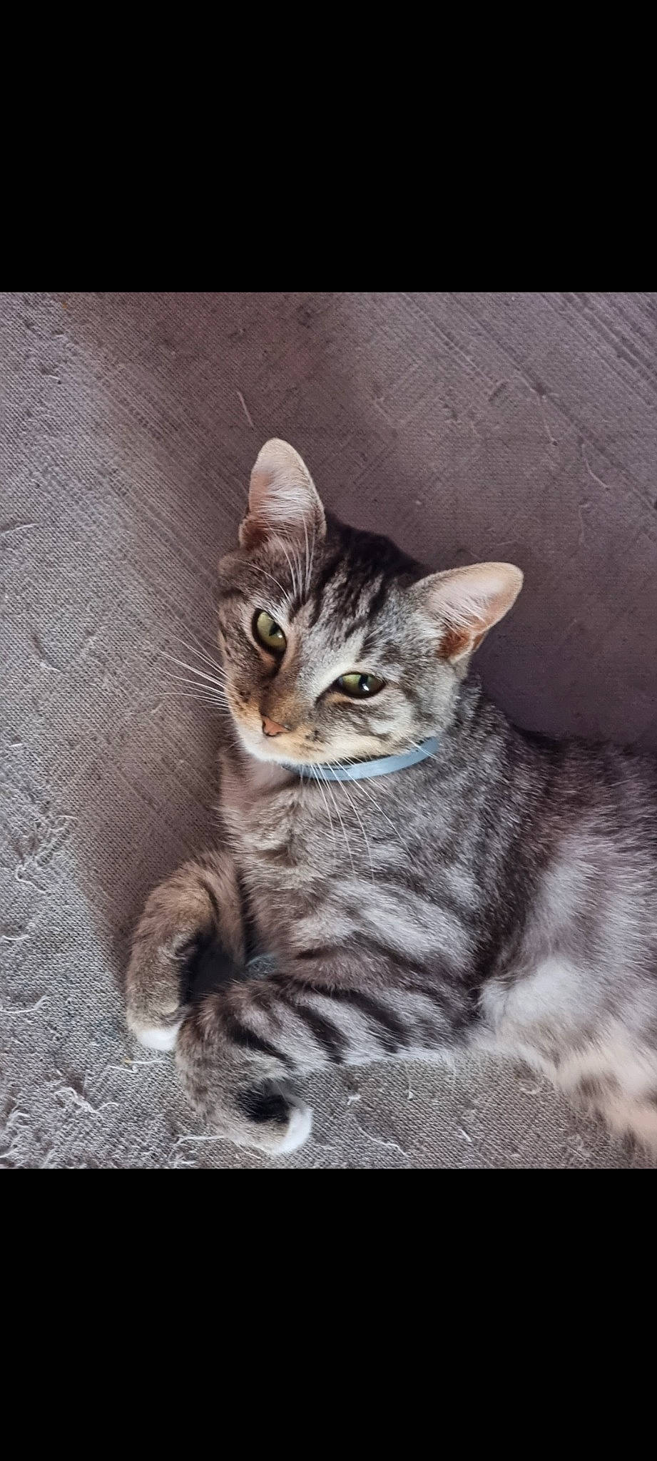 Speedy a rejoint le concours — aidez-le/la à gagner de superbes lots ! art, carnivore, cat, claw, darkness, domestic_short_haired_cat, felidae, fur, paw, photo_caption, small_to_medium_sized_cats, snout, tail, terrestrial_animal, whiskers, wildlife