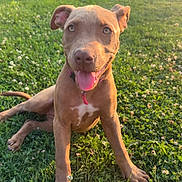 Baïya participe au concours pour gagner de l'argent avec cette photo : dog, puppy, brown_dog, grass, outdoor, sunlight, happy, tongue_out, playful, nature, pet, animal, summer, greenery, cute, young_dog, collar, sunset, field, clover
