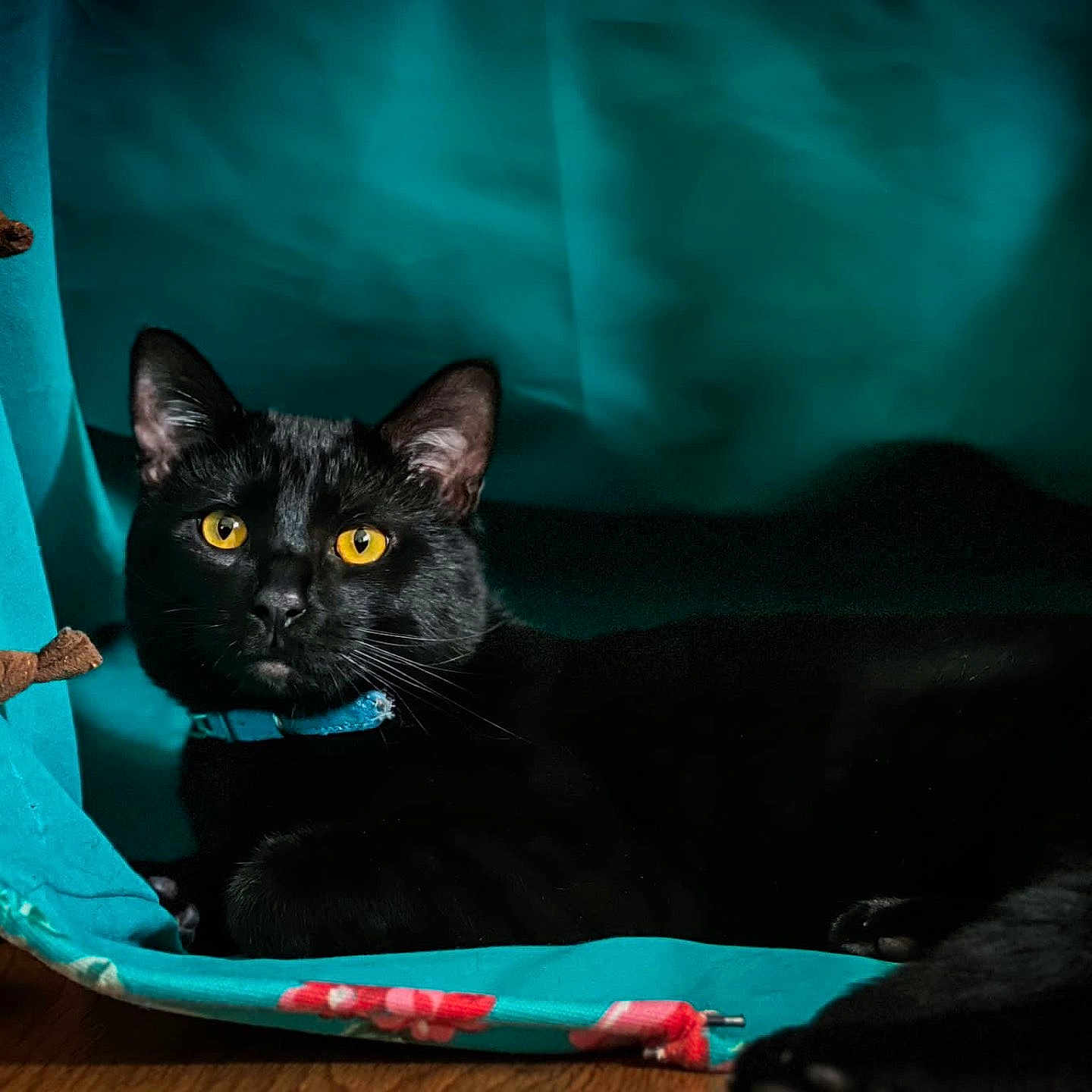 Omen is registered to the contest to win money with this photo: animal, blackcat, canine, cat, dog, dogbed, furniture, kitten, manx, pet